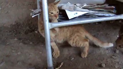 CHASCARRO DE GATO Y DE PERRO - ZARPAZO DE GATO - ARAÑAZO DE GATO - FUNNY ANIMAL BLOOPERS