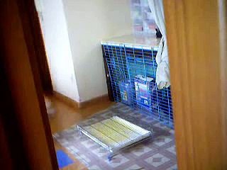 Hidden cam for Mor Mor and Don Don