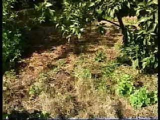 Lutte culturale contre la mineuse des agrumes en Tunisie