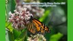 EarthKeepers II/Great Lakes Restoration Initiative: Bees Decline, Interfaith Pollinator Gardens Help