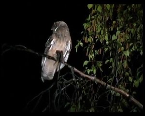 Mäuse-Massaker und Eulen Alarm bei uns im Garten