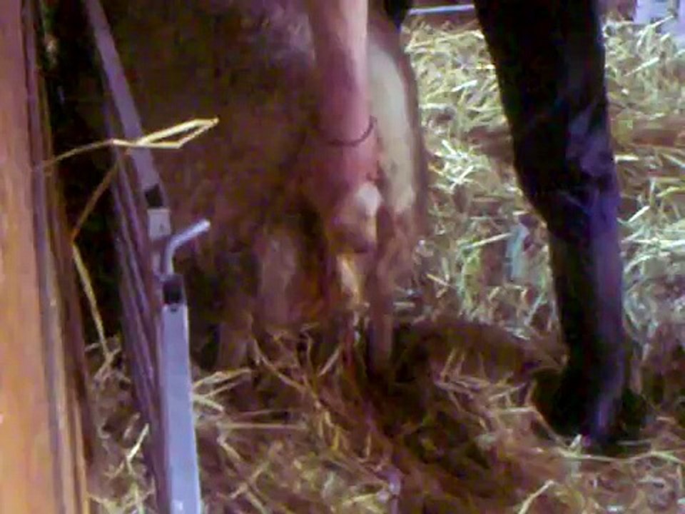 drieling lammetjes