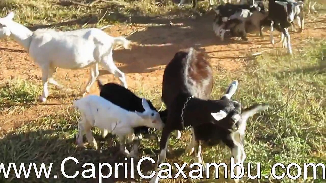 Criação de cabras leiteiras