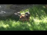 Mini-Bambi : ce pudu qui vient de voir le jour est le plus petit cervidé au monde