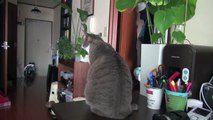 【モアクリ】 揺れるネコ達 - Cat Swaying -