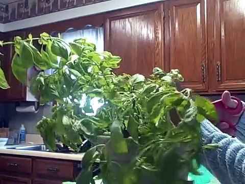 How to Freeze Preserve Basil Leaves In Ice Cube Trays