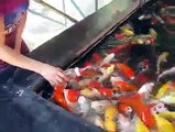 Amazing Fish !! Feeding through Baby Feeder