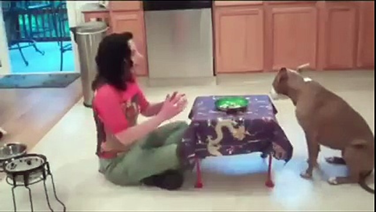 Cute and intelligent Dog Known's Everything How To Spend A Day And  How To Work