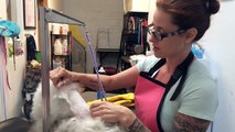 Severely matted Maltese gets shave down