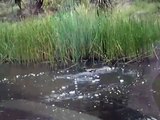 Crocodile Feeding - Hartley's Crocodile Farm