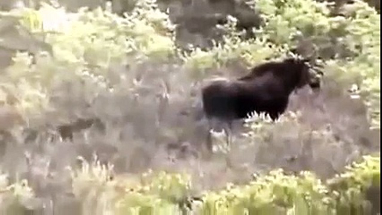 Documentary Film 2015 | The Wild West True Grit,Nat Geo Wild 2015 , National Geographic ,H