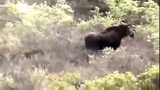 Documentary Film 2015 | The Wild West True Grit,Nat Geo Wild 2015 , National Geographic ,H