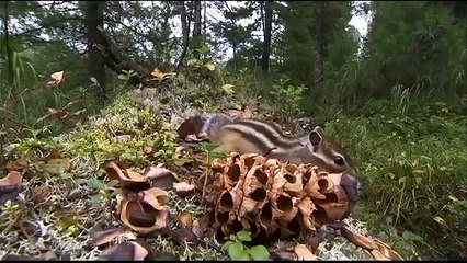 Wild Russia Siberia 1080p 44 5 23 2011 1080p