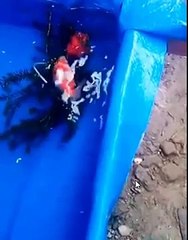 how to breed goldfish step by step red/white demekin breed naturally