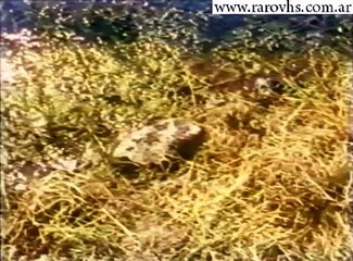 Mio caro assassino (1972) Trailer en Español