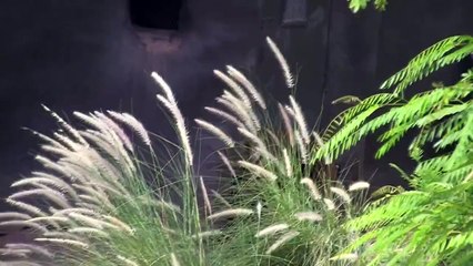 Sumatran Tiger at Phoenix Zoo