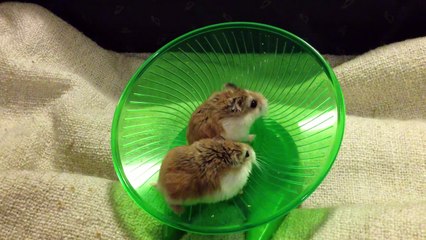 Hamsters Running and Spinning On Wheel - Very Funny