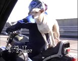 Cane che va sulla moto!!!