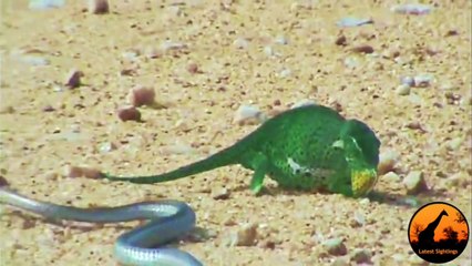 Mamba negra vs Camaleón rabioso