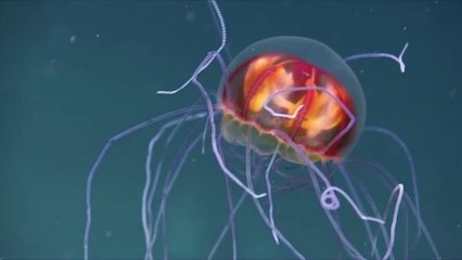 Acayip Deniz Canlıları