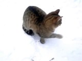 Funny Cat jump Epic fail compilation cute cats [Funny Cat jump Epic](HD)