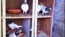 Pakistani High Flyers Pigeons In Belgium