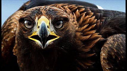 Reintroducción del águila real en las montañas Lugo y Ourense España