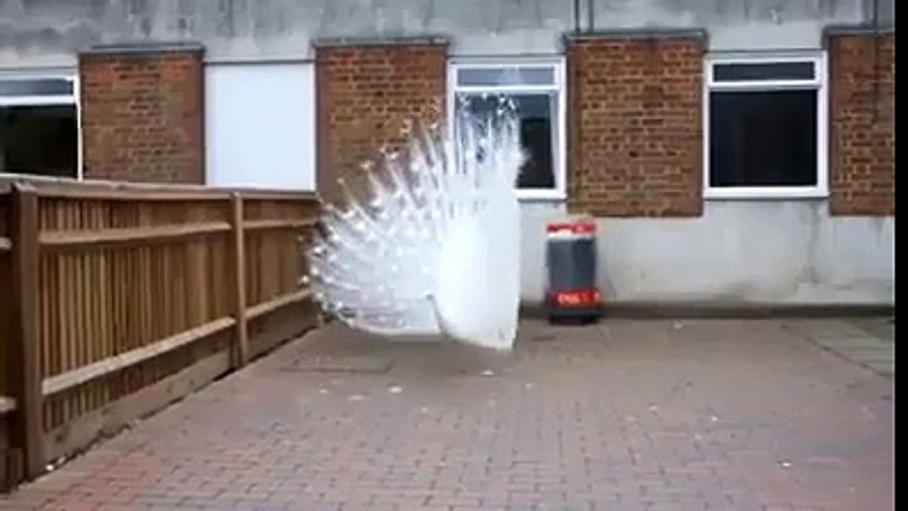 beautiful peacock?syndication=228326