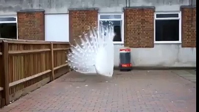 beautiful peacock?syndication=228326