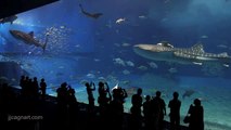 Okinawa - Aquarium Churaumi - Whale Sharks & Mantas