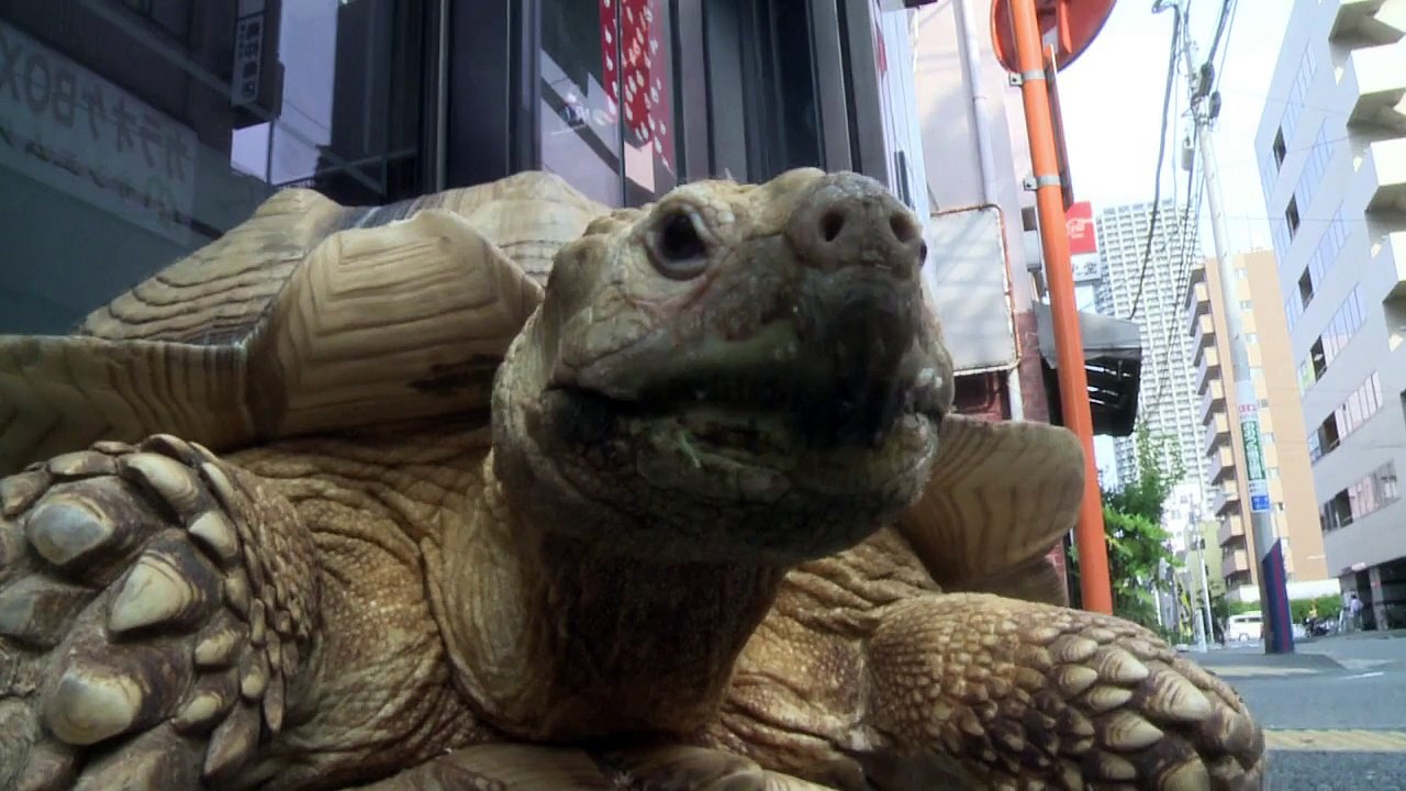 Riesenschildkröte spaziert durch Tokio - mit Herrchen