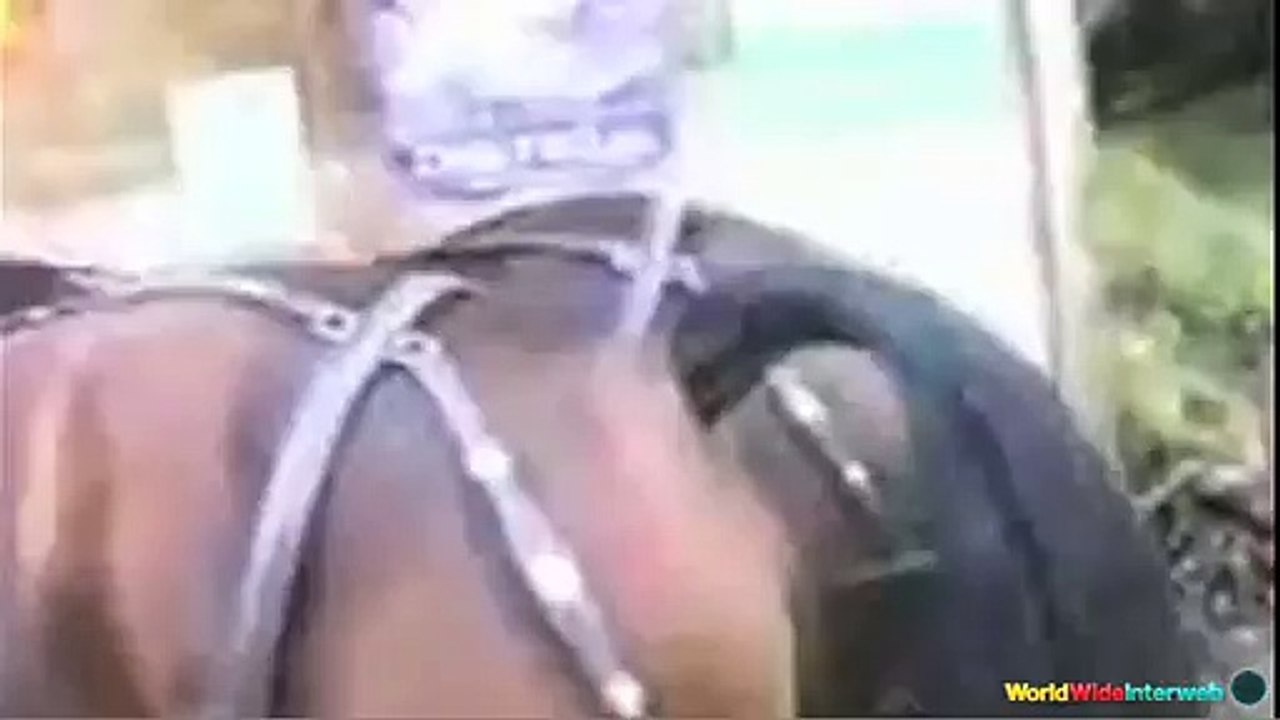 Animal Fart Symphony