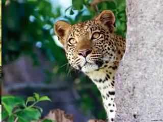 NUESTROS PRIMOS LOS RUGIENTES