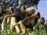 National Geographic - Monkeys go crazy!