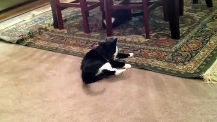 Tuxedo Cat chasing tail