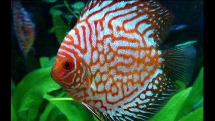 allah miracles   ان عجزت عن الكلام فقط قل سبحان الله .