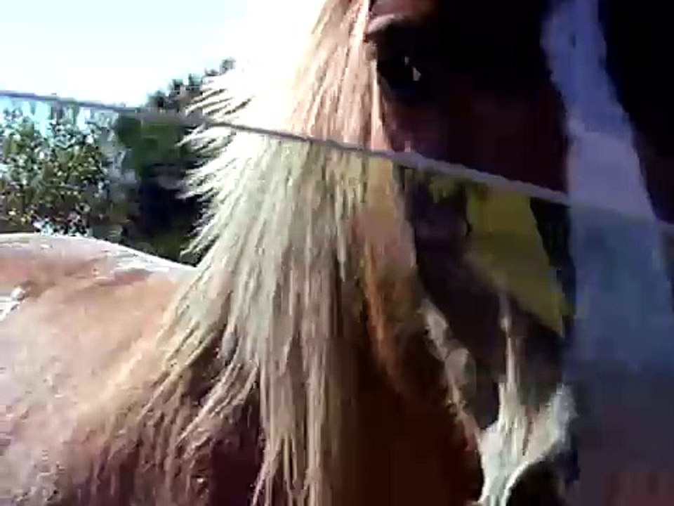 Horse Attack at Assateague
