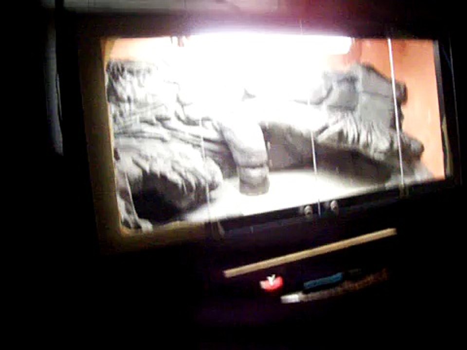 second habitat bearded dragon home DIY vivarium terrarium