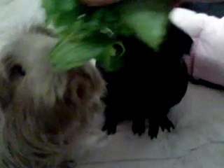 Guinea pigs eating