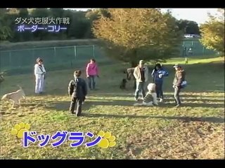 ラブラドール笑留(える)　鉄腕DASHでベリーちゃんを追いかけ回る