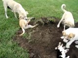 Corgi and Anatolian Shepherd Puppies Playing