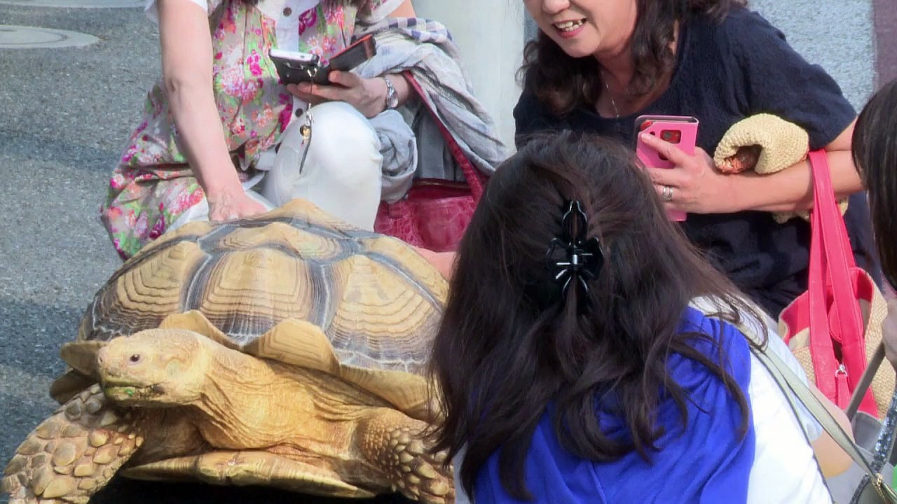 Tortuga gigante pasea por las calles de Tokio [VIDEO]