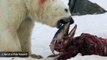 Polar Bears Seen Eating An Unprecedented Meal Of Dolphins