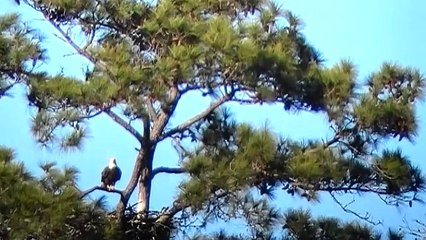 Bald Eagles Eaglet Keeps Parents Busy Hunting for Food. February 2015.