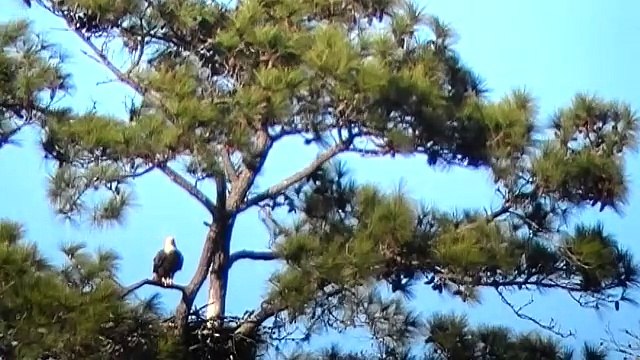 Bald Eagles Eaglet Keeps Parents Busy Hunting for Food. February 2015.
