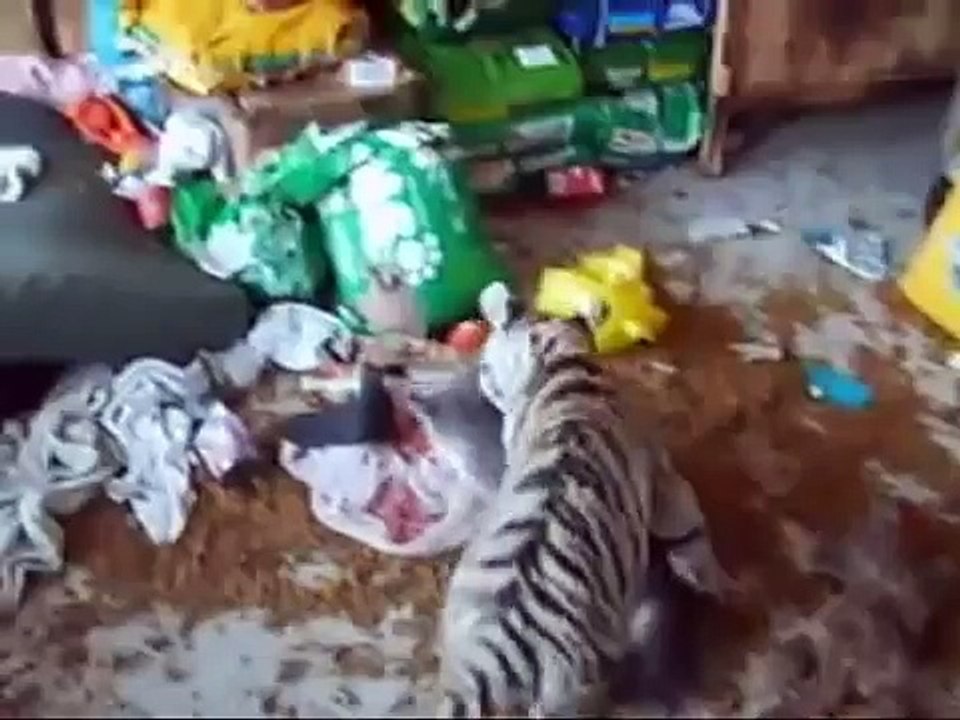 Harimau VS Kucing