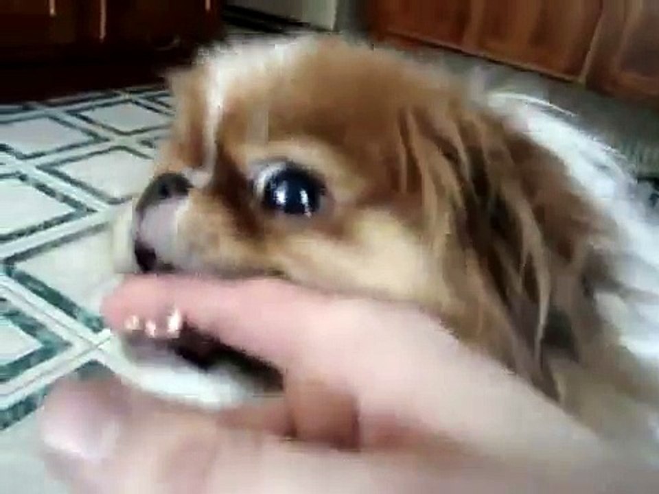 Japanese Chin Video