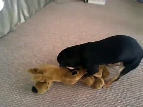 dog humping stuffy
