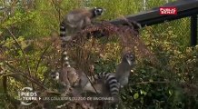 Zoo de Vincennes - Les pieds sur terre