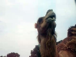short funny video of camel eating